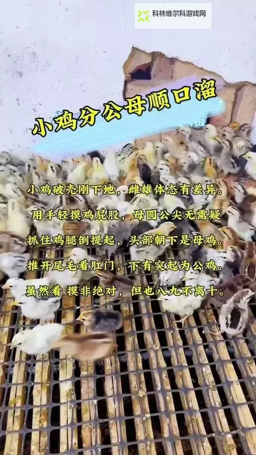 最新今天小鸡课堂正确答案汇总解析图1