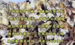 最新今天小鸡课堂正确答案汇总解析