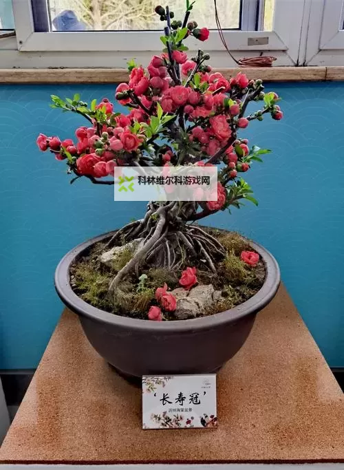 优质RB灌溉JY系统助力海棠高效生长图1