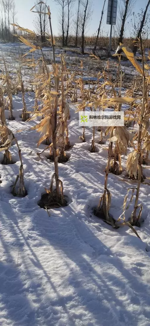 大都督双开挂机软件推荐 怎么双开大都督详细图文教程图2