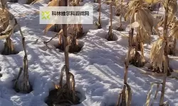 大都督双开挂机软件推荐  怎么双开大都督详细图文教程