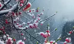 浴火战线双开挂机软件推荐  怎么双开浴火战线详细图文教程