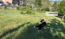 岳女共夫同床：古代家庭伦理中的复杂互动