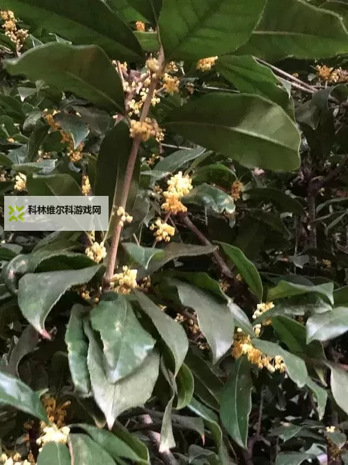 末日扳机OL挂机软件&双开软件推荐  轻松搞定末日扳机OL双开和挂机图1