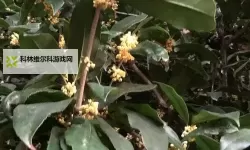 末日扳机OL挂机软件&双开软件推荐  轻松搞定末日扳机OL双开和挂机