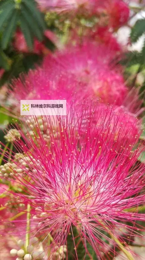 合欢官方下载免费安装最新版上线，畅享全新体验图1