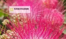 合欢官方下载免费安装最新版上线，畅享全新体验