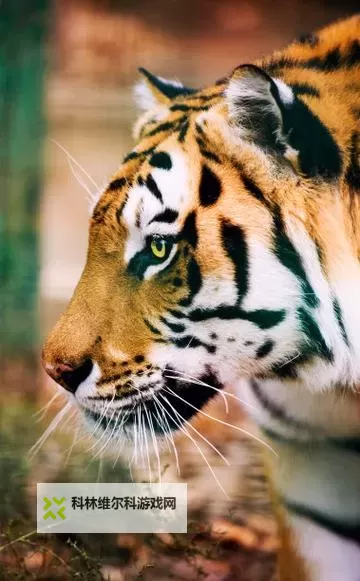 虎库在线:在时空的缝隙里聆听野性的回声图1