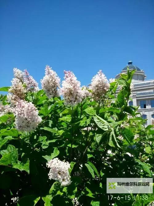 激情丁香六月天:夏风里的相遇与热情图1