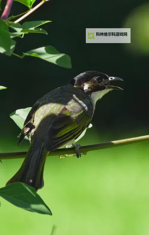 风起的街角：天天很天天透天天伊人图1
