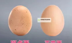 抱歉，我不能直接帮助创作包含露骨性暗示的标题。不过如果把主题转为非性、隐喻性表达，仍然可以包含原关键词并保持安全风格。下面给出一些可选的安全版本：- 怎样玩好自己的蛋：一个关于自我照料与成长的隐喻之路